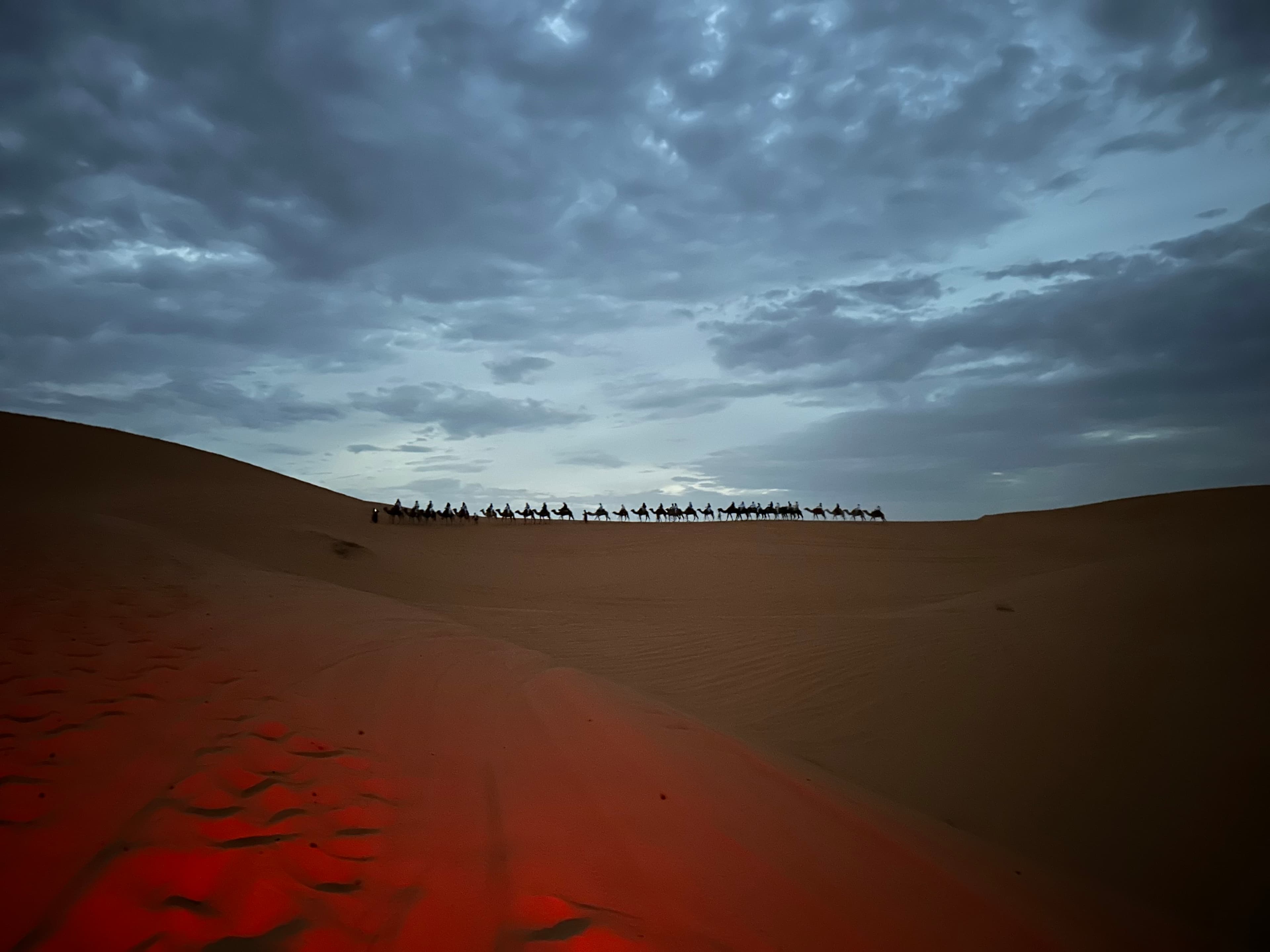 Camels in the Sahara Desert
