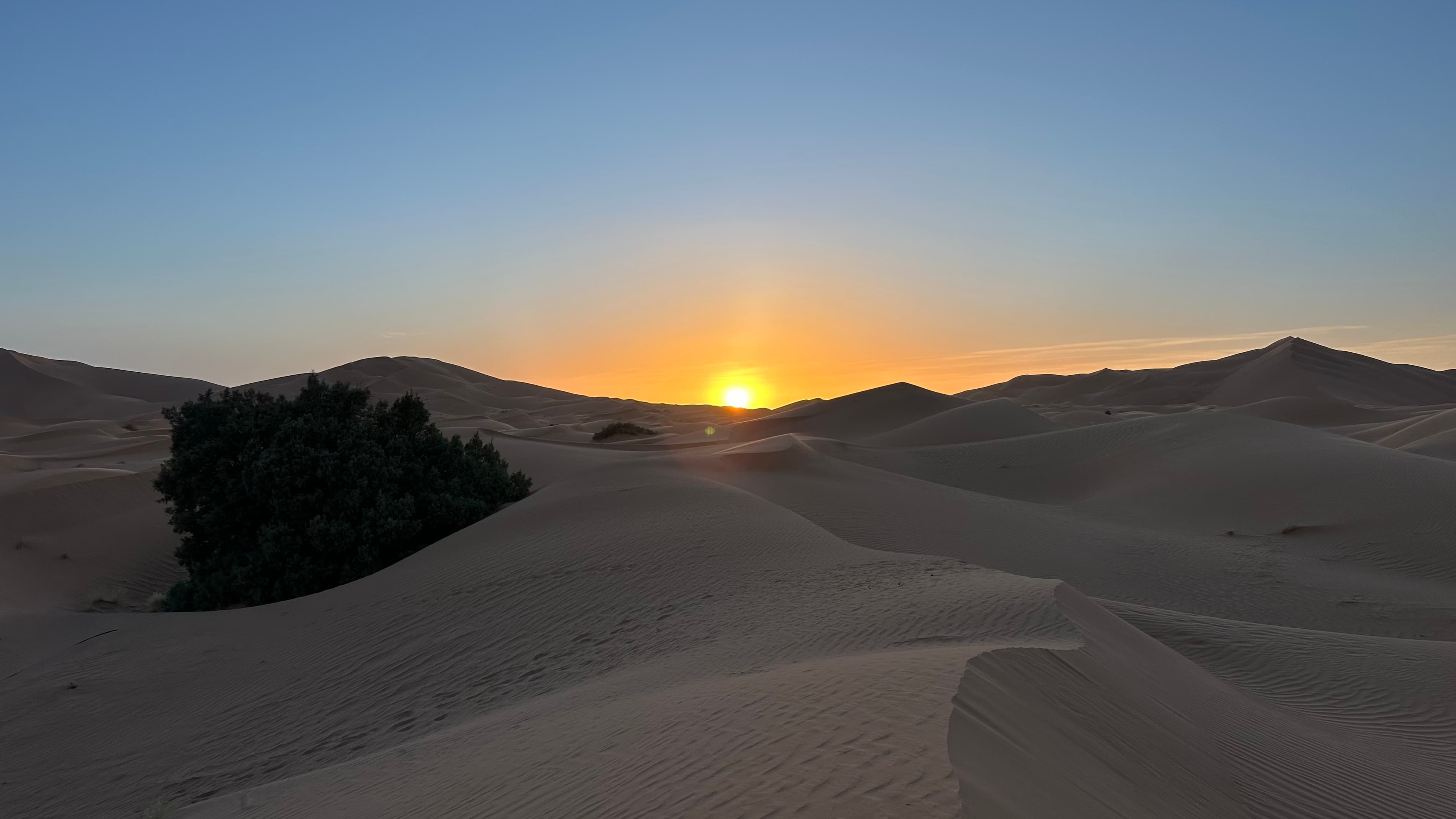 Sahara Desert Wildlife: The Animals That Call the Sand Home