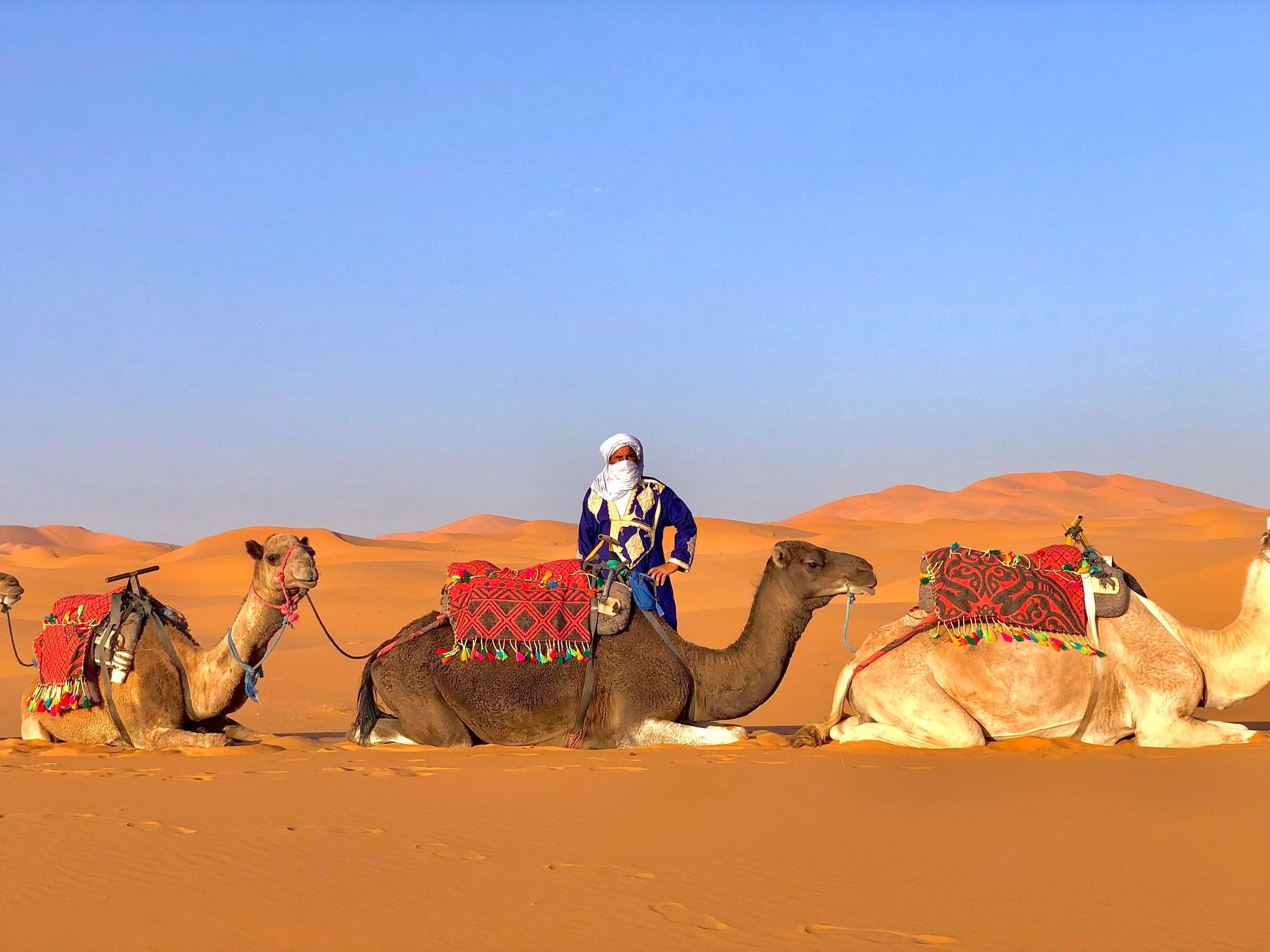 Berber guide with camels resting on the golden dunes of Erg Chebbi, Merzouga